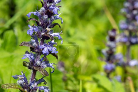 Photo for Close up of a bugle (ajuga reptans) flower in bloom - Royalty Free Image