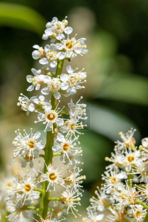 Photo for Close up of English laurel (prunus laurocerasus) flowers in bloom - Royalty Free Image