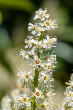 Foto de Primer plano de las flores de laurel inglés (prunus laurocerasus) en flor - Imagen libre de derechos