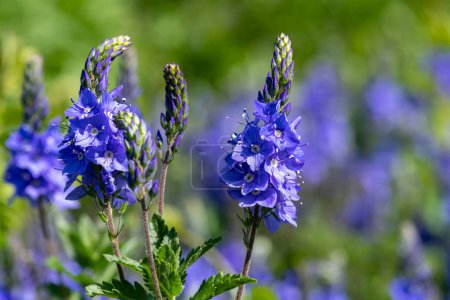 Photo for Close up of garden speedwell (veronica longifolia) flowers in bloom - Royalty Free Image