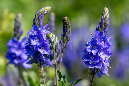 Photo for Close up of garden speedwell (veronica longifolia) flowers in bloom - Royalty Free Image