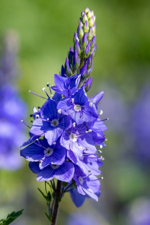 Photo for Macro shot of garden speedwell (veronica longifolia) flowers in bloom - Royalty Free Image