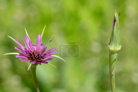 Photo for Close up of a common salsify (tragopogan porrifolius) flower in bloom - Royalty Free Image