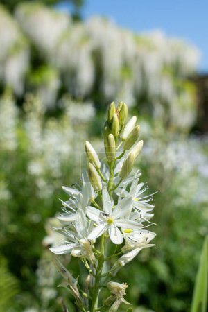 Foto de Primer plano de una camassia blanca (camassia quamash) flor en flor - Imagen libre de derechos