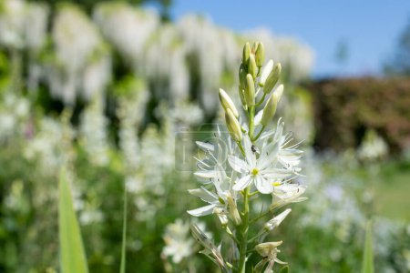 Foto de Primer plano de una camassia blanca (camassia quamash) flor en flor - Imagen libre de derechos