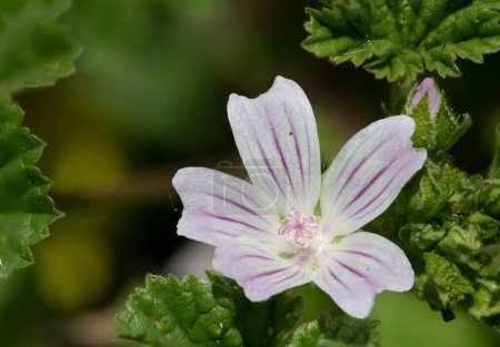 Photo for Close up of a common mallow (malva neglecta) flower in bloom - Royalty Free Image