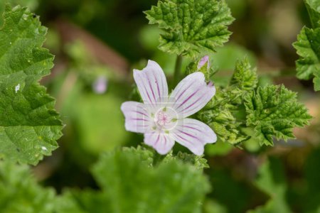 Close up of a common mallow (malva neglecta) flower in bloom