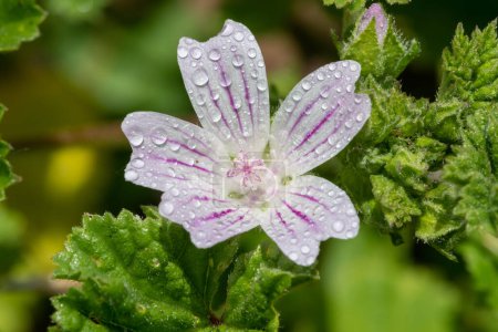 Photo for Close up of a common mallow (malva neglecta) flower covered in dew droplets - Royalty Free Image