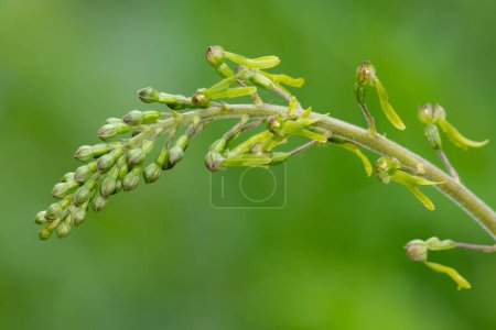 Photo for Close up of a common twayblade (neottia ovata) orchid - Royalty Free Image