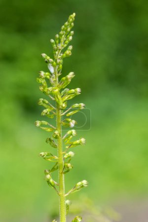 Photo for Close up of a common twayblade (neottia ovata) orchid - Royalty Free Image