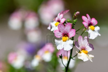 Photo for Close up of pink and white nemesia flowers in bloom - Royalty Free Image