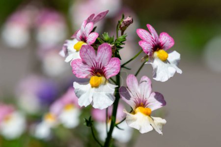 Photo for Close up of pink and white nemesia flowers in bloom - Royalty Free Image