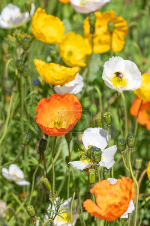 Photo for Close up of Icelandic poppies (papaver nudicaule) in bloom - Royalty Free Image