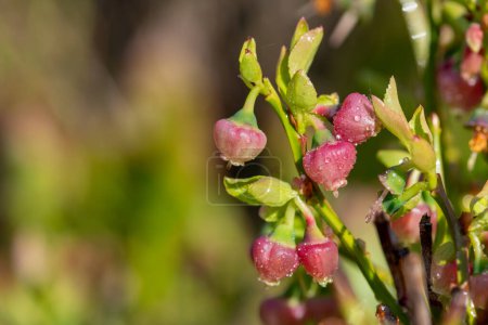 Photo for Close up of European blueberry (vaccinium myrtillus) flowers in bloom - Royalty Free Image