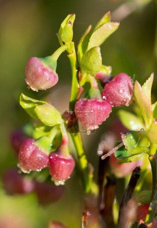 Photo for Close up of European blueberry (vaccinium myrtillus) flowers in bloom - Royalty Free Image
