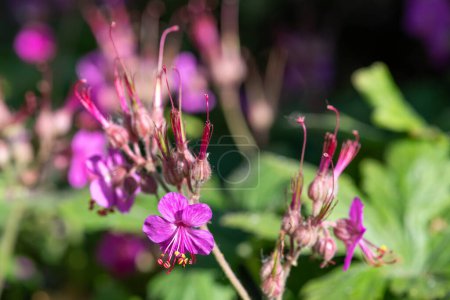 Photo for Close up of a bigroot geranium (geranium macrorrhizum) flower in bloom - Royalty Free Image