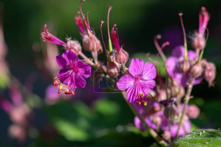 Photo for Close up of a bigroot geranium (geranium macrorrhizum) flower in bloom - Royalty Free Image