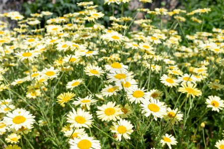 Téléchargez les photos : Fleurs jaunes de camomille (cota tinctoria) en fleurs - en image libre de droit