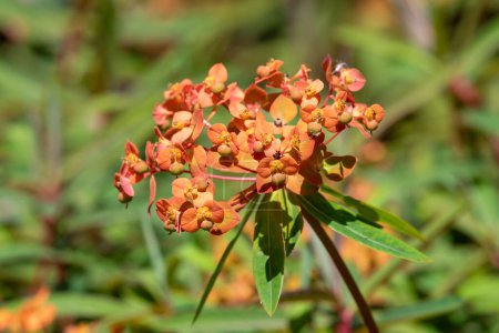 Photo for Close up of Griffiths spurge (euphorbia griffithii) flowers in bloom - Royalty Free Image