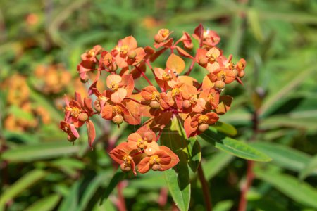 Photo for Close up of Griffiths spurge (euphorbia griffithii) flowers in bloom - Royalty Free Image