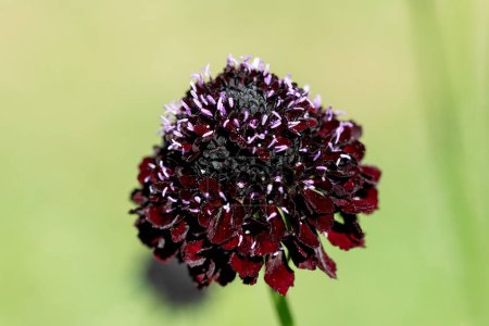 Téléchargez les photos : Gros plan d'une fleur de coussin d'épingle de chevalier noir (scabiosa atropurpurea) en fleur - en image libre de droit