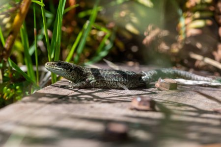 Photo for Close up portrait of a common lizard (zootoca vivipara) basking in the sun - Royalty Free Image