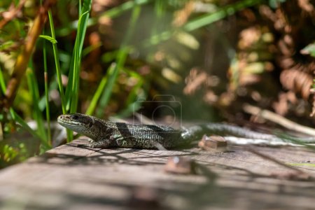 Photo for Close up portrait of a common lizard (zootoca vivipara) basking in the sun - Royalty Free Image