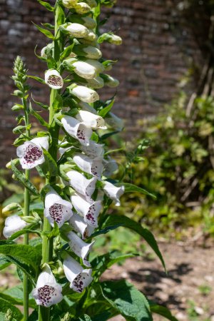 Téléchargez les photos : Gros plan d'une fleur de girofle blanc (digitalis) en fleurs dans le jardin - en image libre de droit