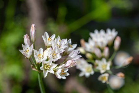 Téléchargez les photos : Gros plan de fleurs fines de faux ail (nothoscordum gracile) en fleurs - en image libre de droit