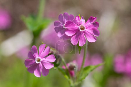 Close up of red campion (silene dioica) flowers in bloom