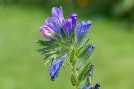 Téléchargez les photos : Macro shot de vipères bugloss (echium vulgare) fleurs en fleurs - en image libre de droit