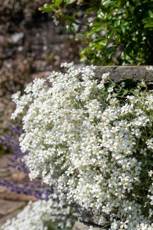 Photo for Close up of snow in summer (cerastium tomentosum) flowers in bloom - Royalty Free Image