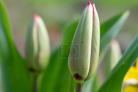 Foto de Primer plano de un tulipán de jardín rojo (tulipa gesneriana) emergiendo en flor - Imagen libre de derechos