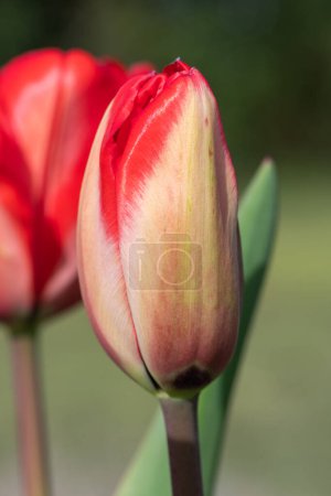 Foto de Primer plano de un tulipán de jardín rojo (tulipa gesneriana) emergiendo en flor - Imagen libre de derechos