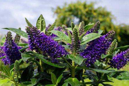 Foto de Primer plano de flores de hebe púrpura en flor - Imagen libre de derechos