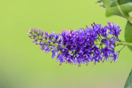Foto de Primer plano de una flor de hebe púrpura en flor - Imagen libre de derechos