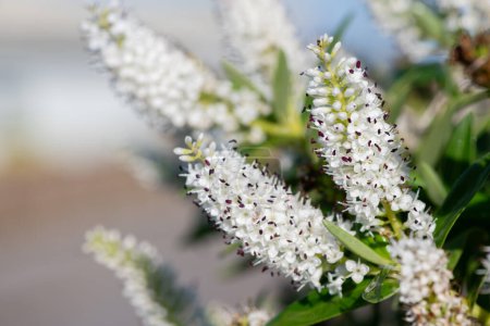 Foto de Primer plano de flores de hebe blanco en flor - Imagen libre de derechos