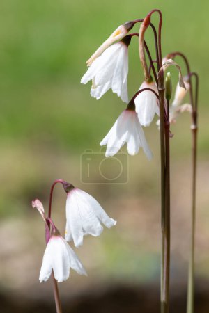 Photo for Close up of autumn snowflake (acis autumnalis) flowers in bloom - Royalty Free Image