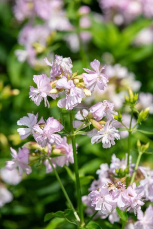 Photo for Close up of wild sweet William (saponaria officinalis) flowers in bloom - Royalty Free Image
