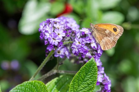Photo for Close up of a meadow brown (maniola jurtina) butterfly on heliotrope (heliotropium arborescens) flowers - Royalty Free Image