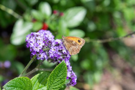Photo for Close up of a meadow brown (maniola jurtina) butterfly on heliotrope (heliotropium arborescens) flowers - Royalty Free Image