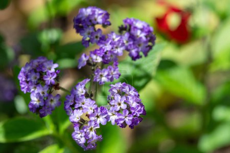 Photo for Close up of heliotrope (heliotropium arborescens) flowers in bloom - Royalty Free Image