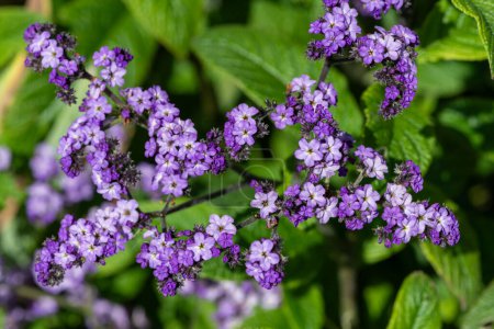 Photo for Close up of heliotrope (heliotropium arborescens) flowers in bloom - Royalty Free Image