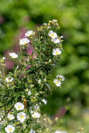 Photo for Close up of Gallipoli rose (cistus salviifolius) flowers in bloom - Royalty Free Image