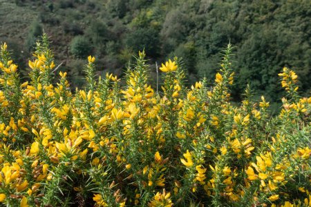 Photo for Close up of common gorse (ulex europaeus) flowers in bloom - Royalty Free Image
