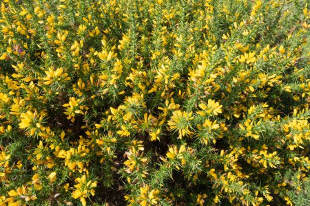 Photo for Close up of common gorse (ulex europaeus) flowers in bloom - Royalty Free Image