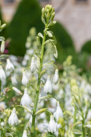 Téléchargez les photos : Gros plan des fleurs de jacinthe d'été (ornithogalum candicans) en fleurs - en image libre de droit
