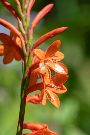 Téléchargez les photos : Gros plan de fleurs de lis de clairon orange (Watsonia) en fleurs - en image libre de droit