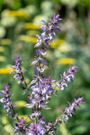 Téléchargez les photos : Salvia cyanescens flowers in bloom - en image libre de droit