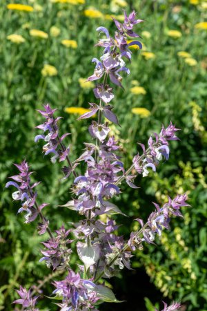 Téléchargez les photos : Salvia cyanescens flowers in bloom - en image libre de droit